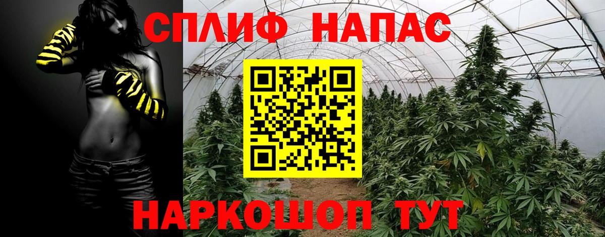 Каннабис сатива Саратов